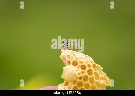 La construction illégale de nid d'abeille avec Banque D'Images