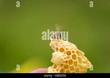 La construction illégale de nid d'abeille avec Banque D'Images