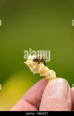 La construction illégale de nid d'abeille avec Banque D'Images