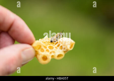 La construction illégale de nid d'abeille avec Banque D'Images