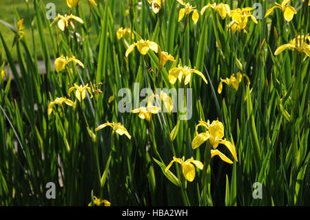 Iris pseudacorus, drapeau jaune Banque D'Images