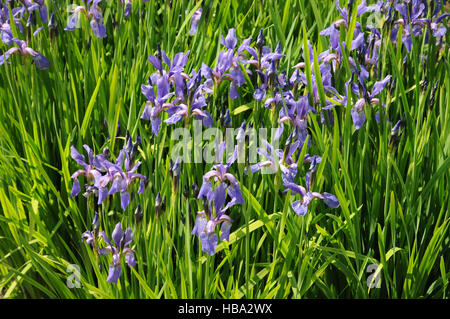 Iris chrysographes, drapeau bleu Banque D'Images