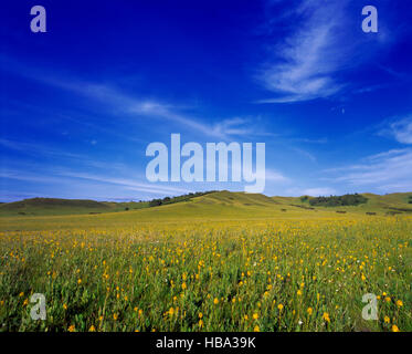 Bashang herbage, Mulan Weichang, plateau de Mongolie intérieure, Province de Hebei, Chine Banque D'Images