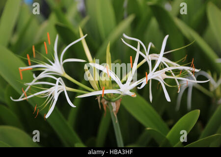 Swamp Lily, Crinum asiaticum pedunculatum Banque D'Images