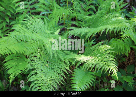 Lady fern Athyrium filix-femina, Banque D'Images