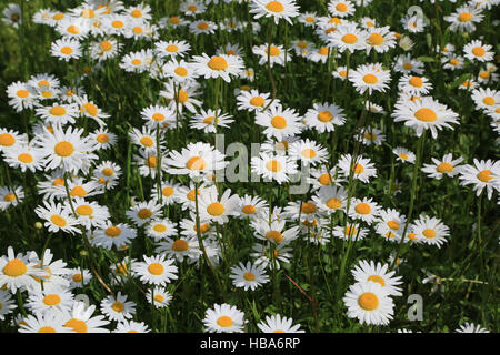 Prairie avec marguerites, chrysanthème Banque D'Images