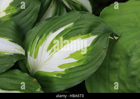 Plantain ondulées, Hosta undulata Banque D'Images