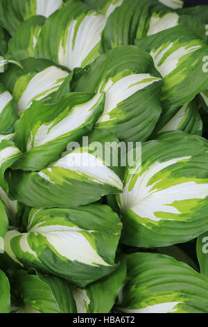 Plantain ondulées, Hosta undulata Banque D'Images