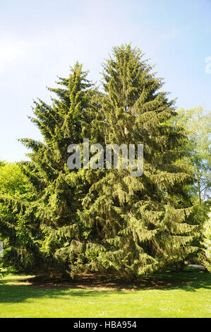 Picea abies, l'épinette de Norvège Banque D'Images