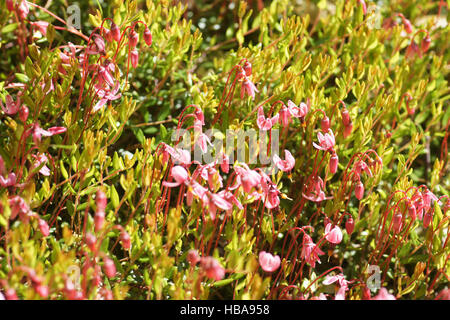 Vaccinium oxycoccos, canneberge Banque D'Images