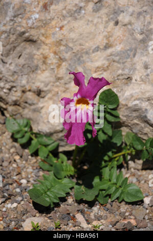 Incarvillea mairei, nain hardy gloxinia Banque D'Images