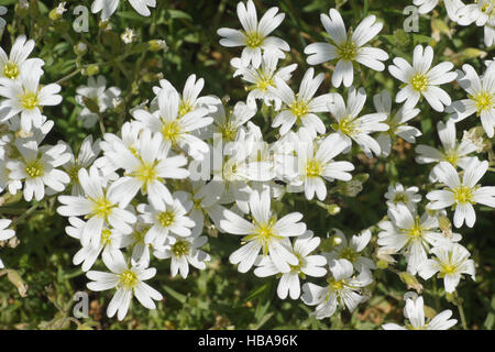 Stellaria graminea stellaire à verge, Banque D'Images