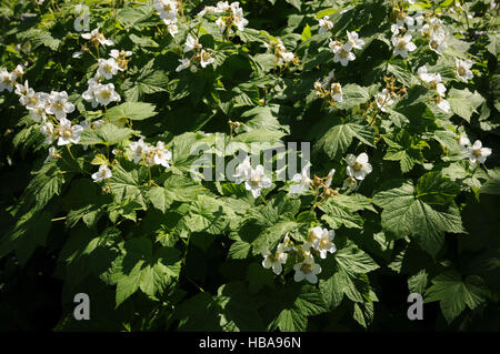 Rubus parviflorus, ronce Banque D'Images