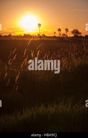 Coucher de soleil sur la pelouse et des arbres en Afrique Banque D'Images