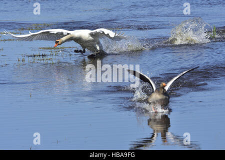 Cygne tuberculé Banque D'Images