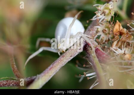 Houghton (Misumena vatia ARAIGNÉE CRABE) Banque D'Images