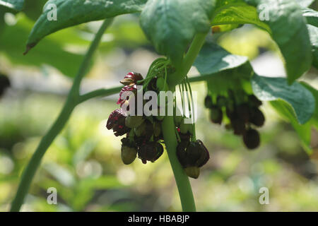 Podophylline, versipelle, pomme de Chinois Banque D'Images