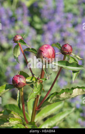 Paeonia officinalis, Pivoine Banque D'Images