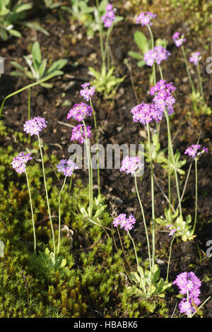 Primula farinosa, primrose d'Oiseau-oeil Banque D'Images