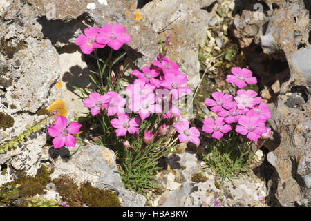 Dianthus pavonius, Peacock-eye pink Banque D'Images