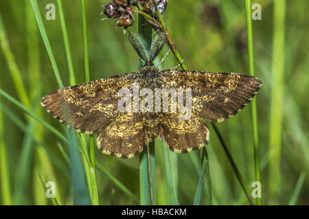 Ematurga atomaria (bruyère) Banque D'Images