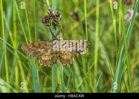 Ematurga atomaria (bruyère) Banque D'Images