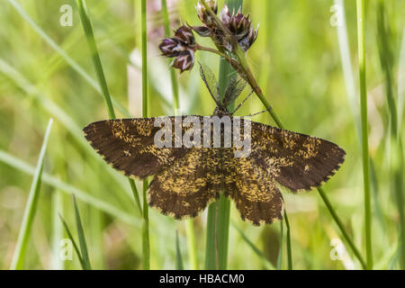 Ematurga atomaria (bruyère) Banque D'Images