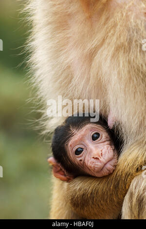 Portrait d'un macaque de Barbarie cub regardant la caméra tout en le tenant par sa mère, close-up Banque D'Images