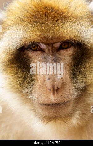 Close-up portrait of a male de Macaques de Barbarie regardant la caméra Banque D'Images