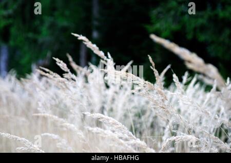 Venu de l'herbe sur le bord de la forêt Banque D'Images