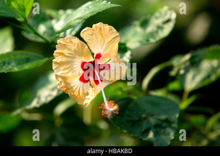 Gros plan de la Chine jaune ou rose, hibiscus fleur chaussures sp ou malvaceae Banque D'Images