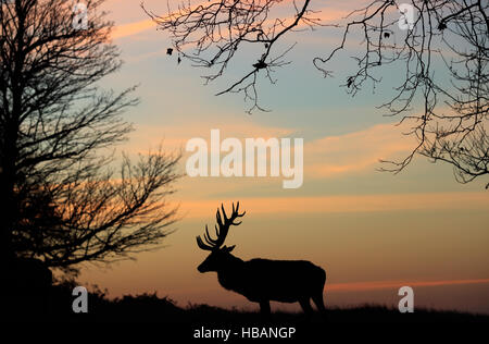 Un chevreuil est silhouetté contre le ciel à Richmond Park, Londres. Banque D'Images