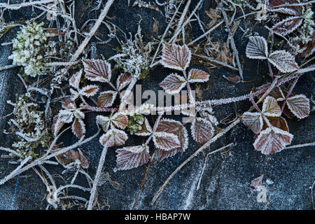 Rubus fruticosus. Les feuilles sur un Blackberry Frosty membrane jardin en hiver. Banque D'Images