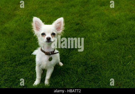 Chihuahua à poil long sitting on grass Banque D'Images