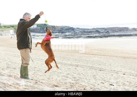 L'homme et le chien sur la plage, à Constantine Bay, Cornwall, UK Banque D'Images