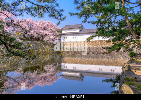 Akita, Japon à Hikone Casle dans la saison du printemps. Banque D'Images