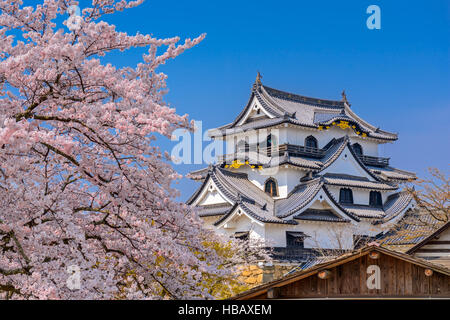 Akita, Japon à Hikone Casle dans la saison du printemps. Banque D'Images