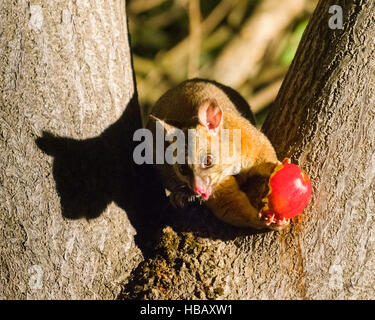 Jeune Australienne Brushtail Possum dans un arbre Banque D'Images