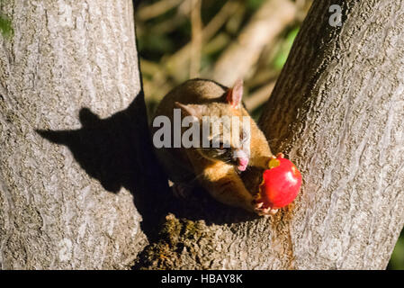 Jeune Australienne Brushtail Possum dans un arbre Banque D'Images