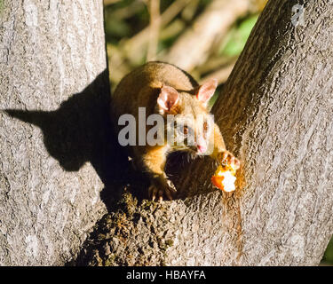 Jeune Australienne Brushtail Possum dans un arbre Banque D'Images