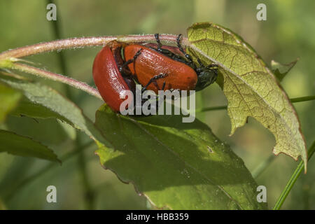 La chrysomèle du peuplier rouge (Melanosoma populi) Banque D'Images