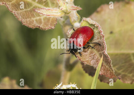 La chrysomèle du peuplier rouge (Melanosoma populi) Banque D'Images