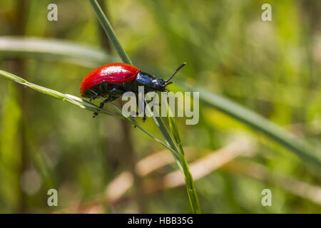 La chrysomèle du peuplier rouge (Melanosoma populi) Banque D'Images