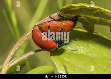 La chrysomèle du peuplier rouge (Melanosoma populi) Banque D'Images