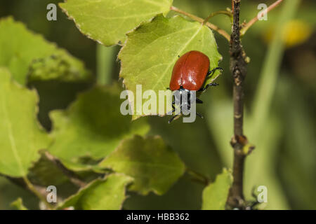 La chrysomèle du peuplier rouge (Melanosoma populi) Banque D'Images