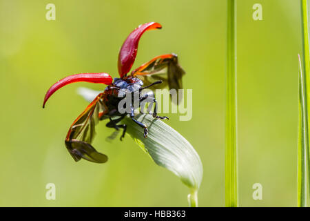 La chrysomèle du peuplier rouge (Melanosoma populi) Banque D'Images