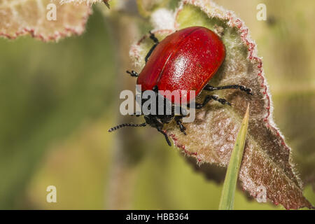 La chrysomèle du peuplier rouge (Melanosoma populi) Banque D'Images