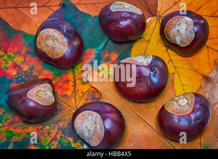 Châtaignes sur un fond de feuilles en automne. Banque D'Images