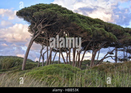 Pins à Baratti Plage III Banque D'Images
