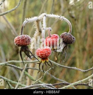 Frozen rose hips Banque D'Images